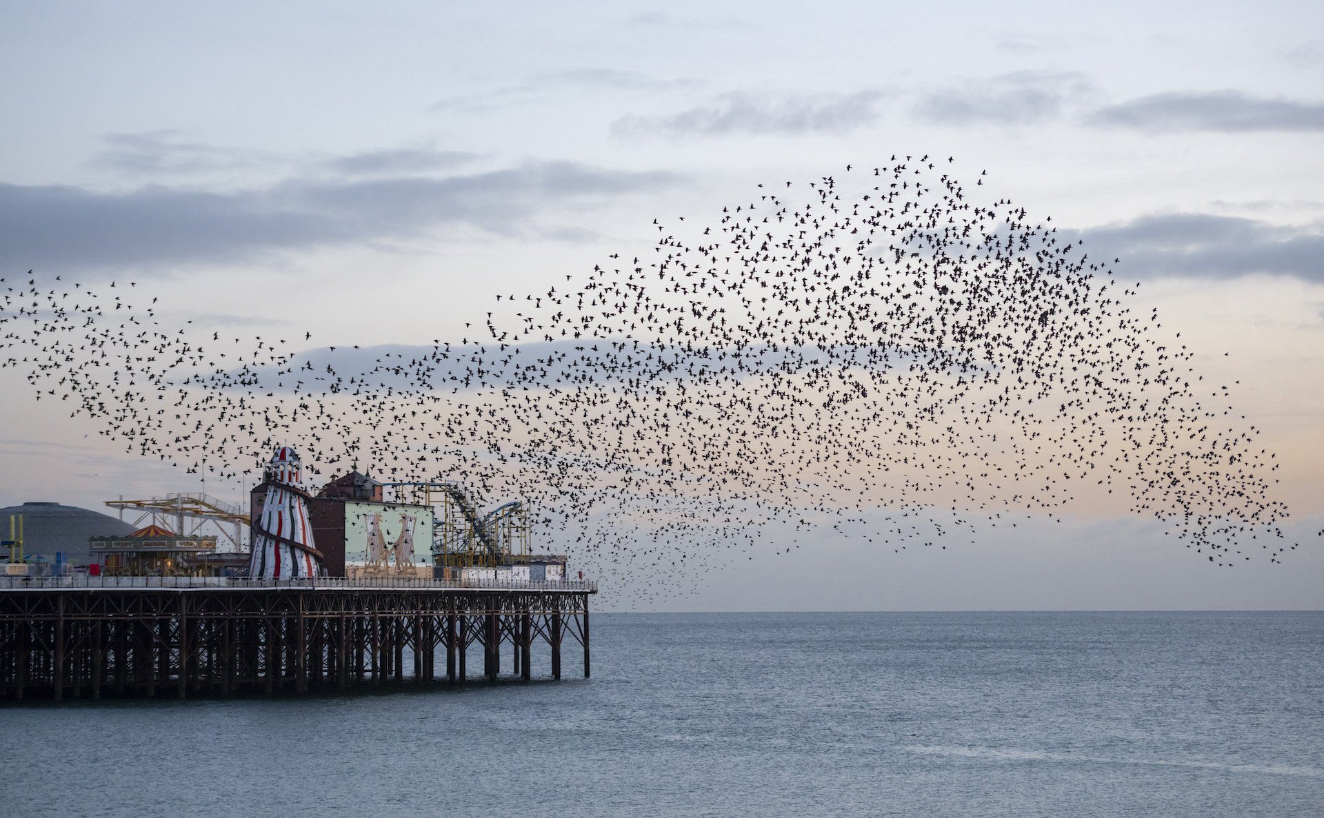 Dry January Brighton starlings
