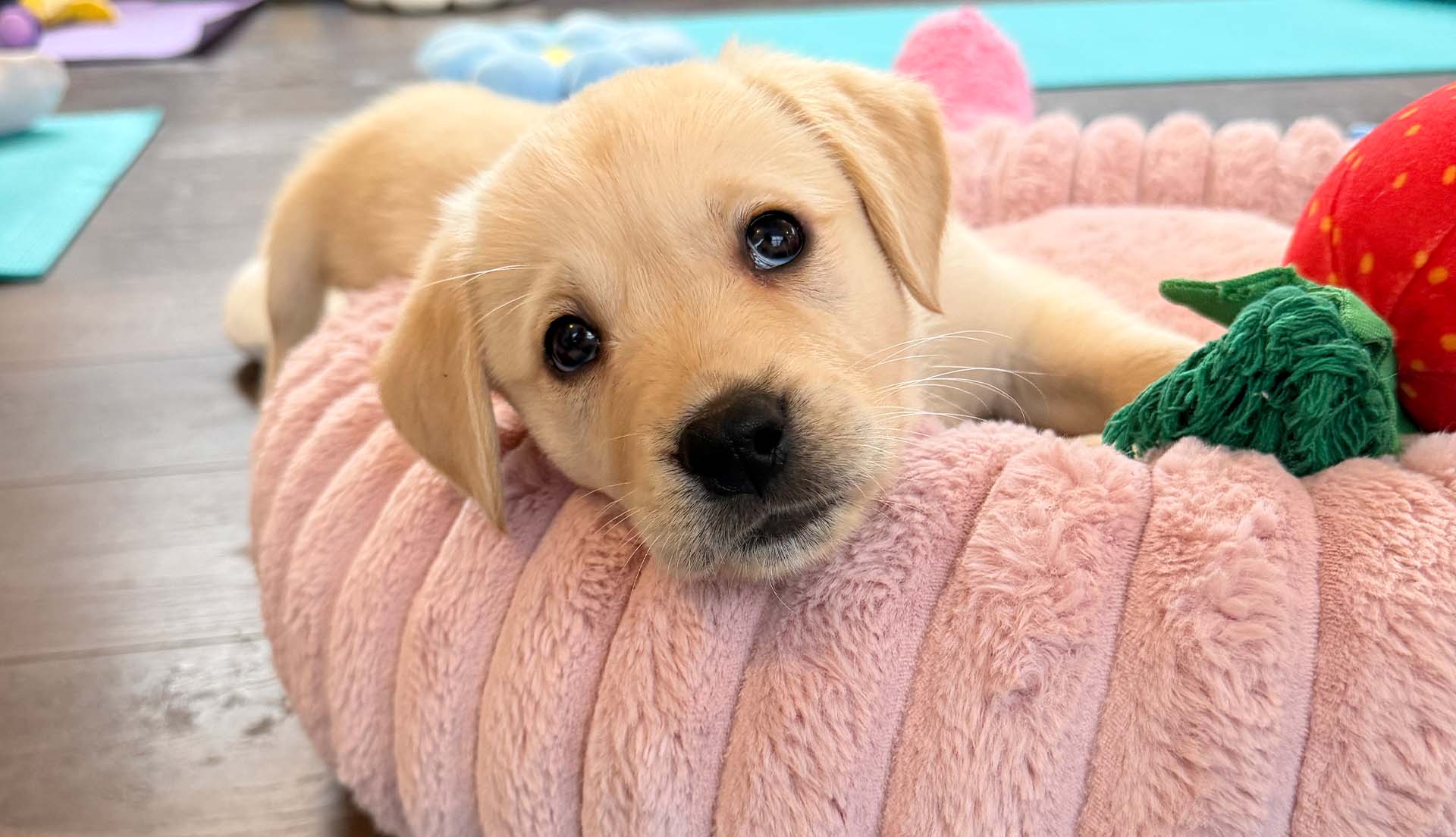 Valentine’s Day 2026 Brighton and Hove - Gifts