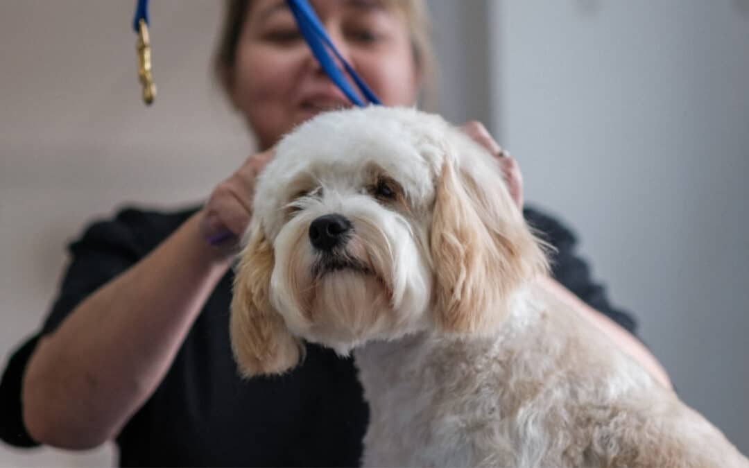 Dog Grooming At One Garden Brighton