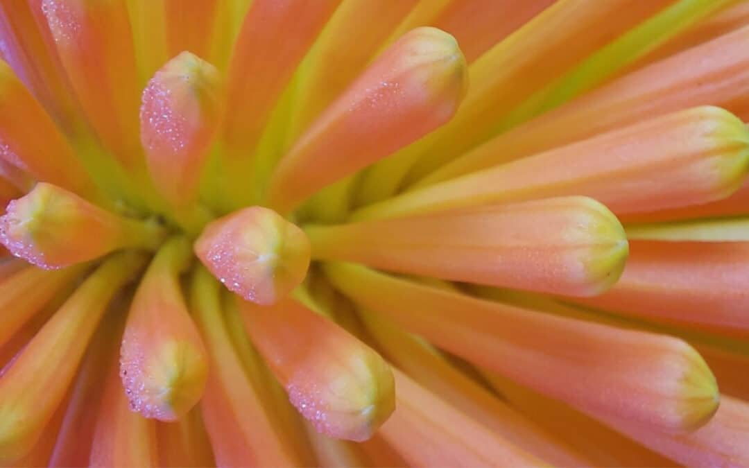 13/7  The Scents and Colours of Summer