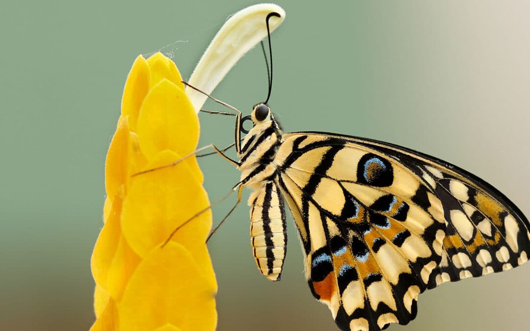 Big Butterfly Count
