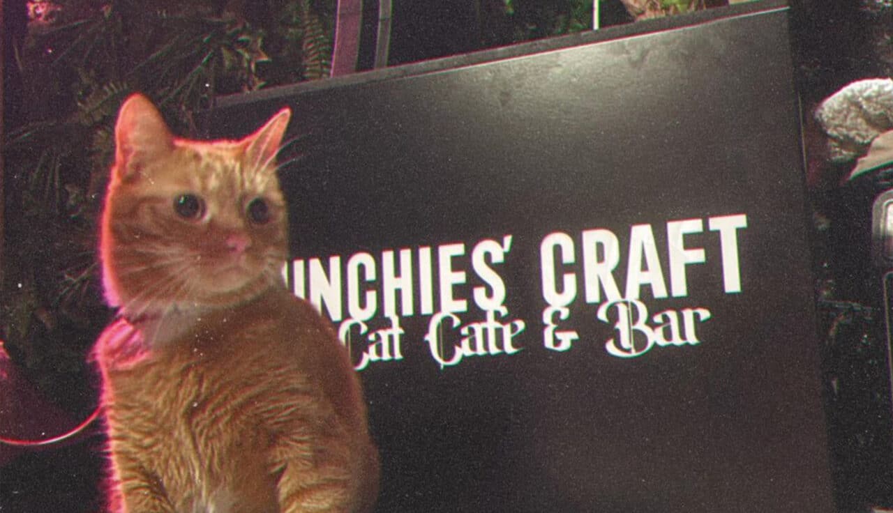 Munchies Cat Café Discover Brighton