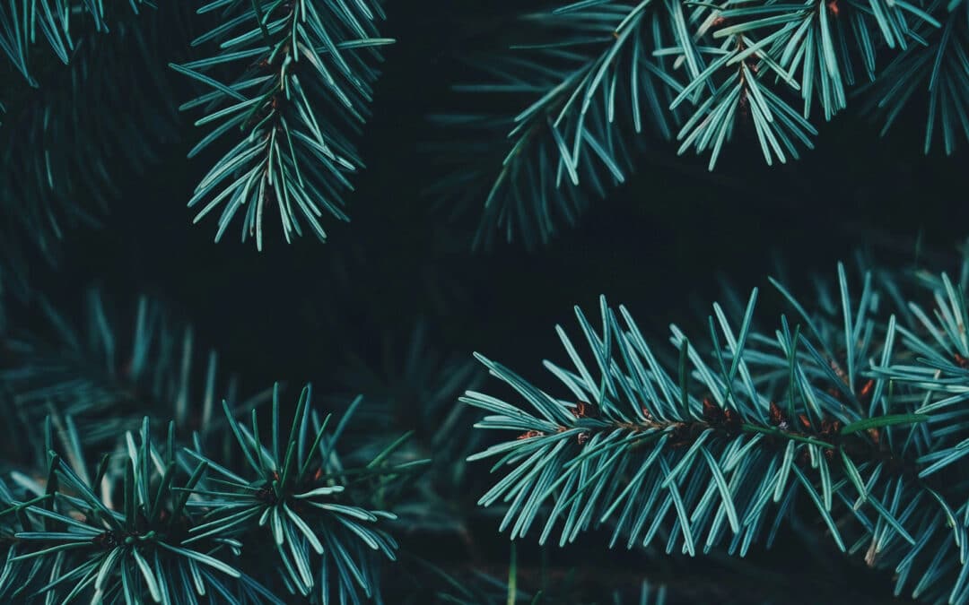 Christmas Gift Guide