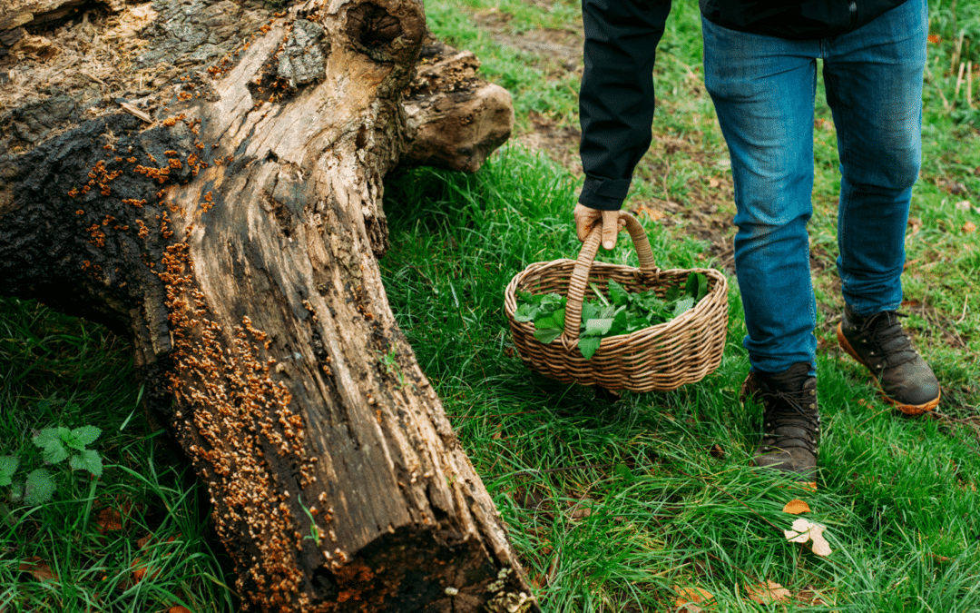 Host: Forage Brighton – Promotion!