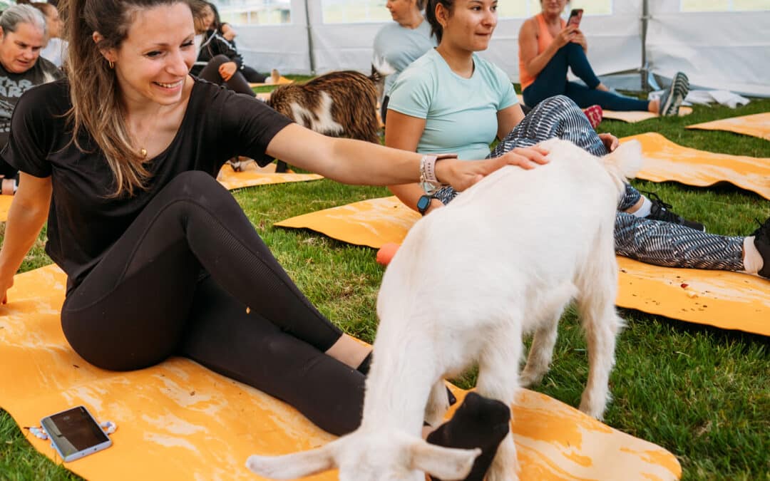 Goat Yoga Comes To Sussex