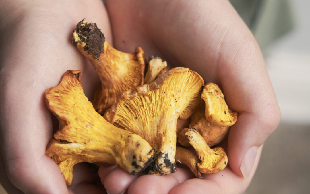 One Garden Brighton November Events