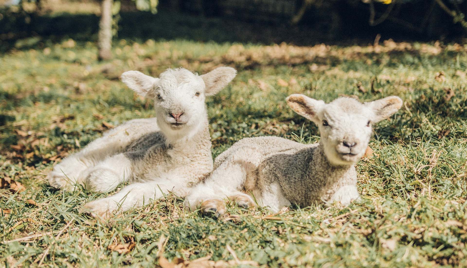 Coombes Farm Lambing