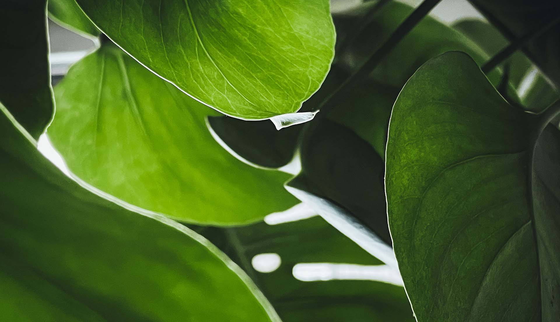 House Plant Design Workshop