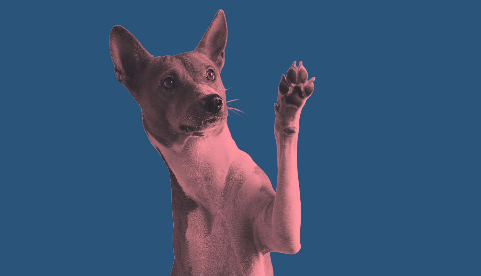 Dog-friendly pubs Brighton