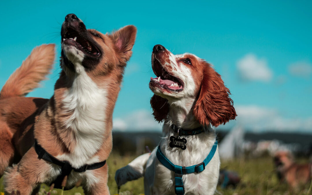 Dog-friendly pubs Brighton