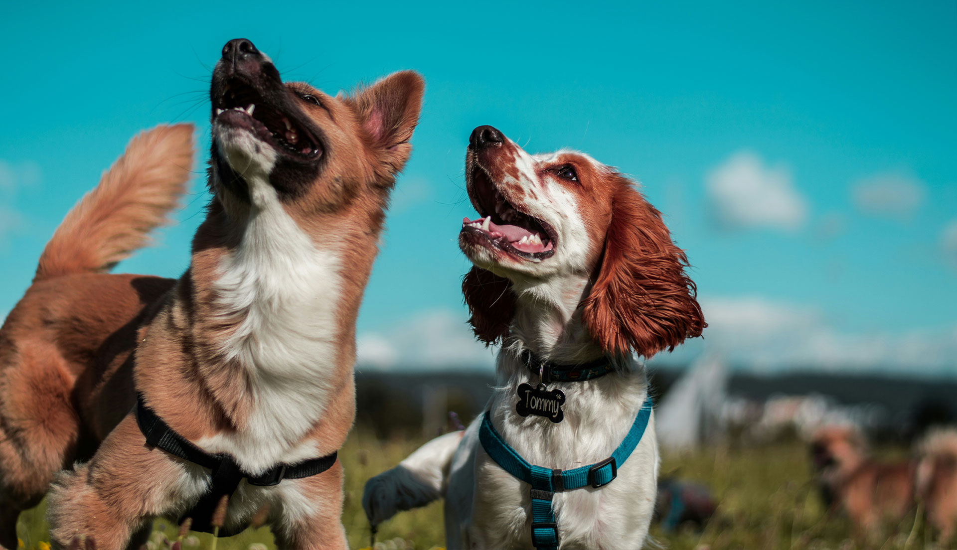 Dog-friendly pubs Brighton