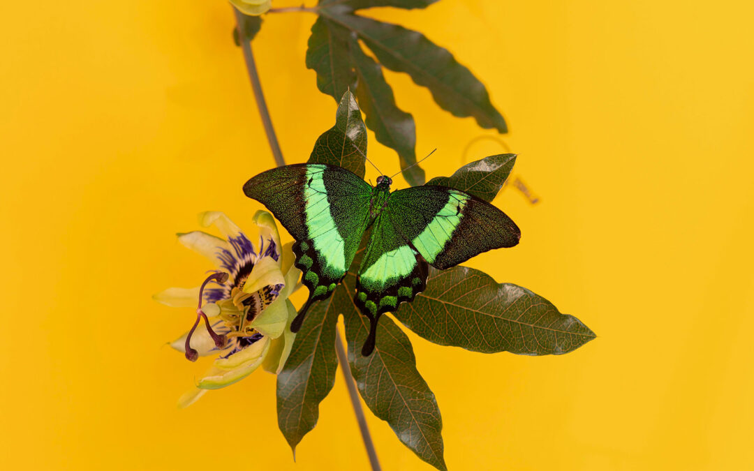 Sussex Butterfly Gardens