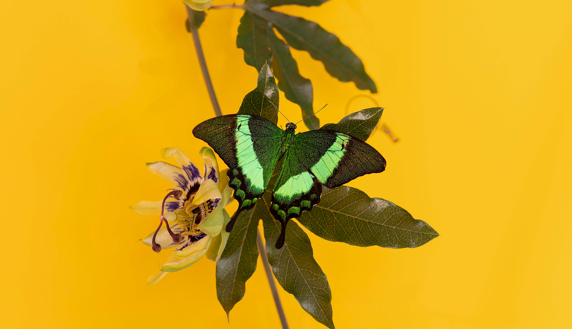 Sussex Butterfly Gardens