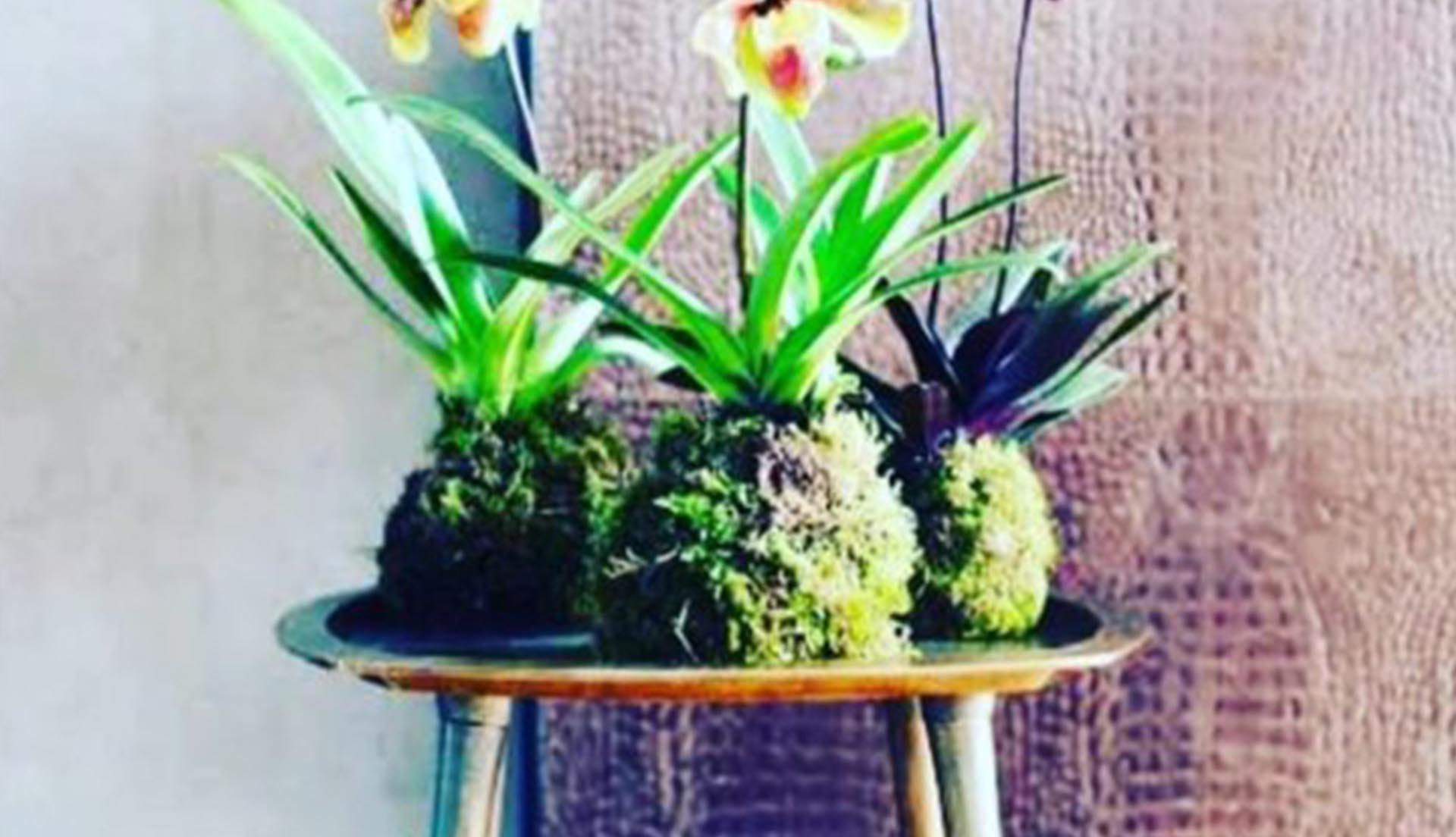 Kokedama